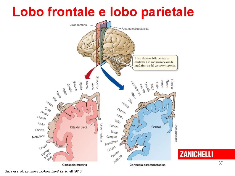 Lobo frontale e lobo parietale 37 Sadava et al. La nuova biologia. blu ©