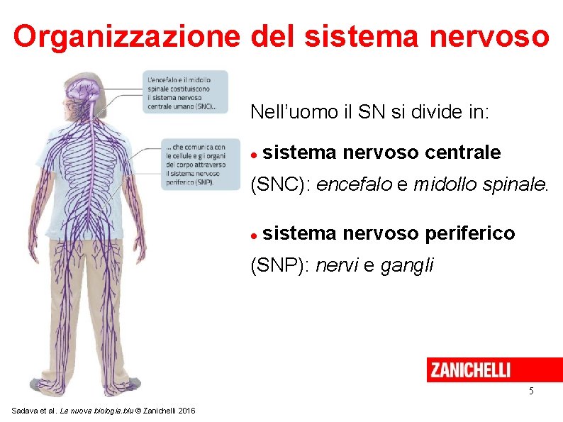 Organizzazione del sistema nervoso Nell’uomo il SN si divide in: sistema nervoso centrale (SNC):