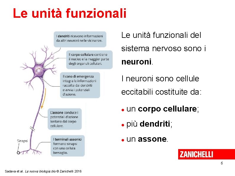 Le unità funzionali del sistema nervoso sono i neuroni. I neuroni sono cellule eccitabili