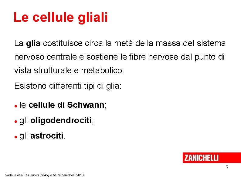 Le cellule gliali La glia costituisce circa la metà della massa del sistema nervoso Le cellule gliali La glia costituisce circa la metà della massa del sistema nervoso