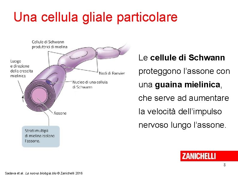 Una cellula gliale particolare Le cellule di Schwann proteggono l’assone con una guaina mielinica,