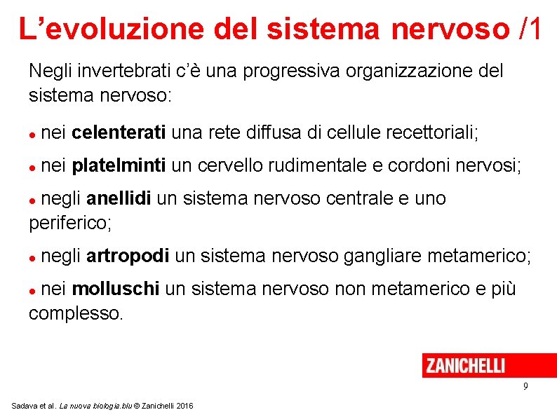 L’evoluzione del sistema nervoso /1 Negli invertebrati c’è una progressiva organizzazione del sistema nervoso: