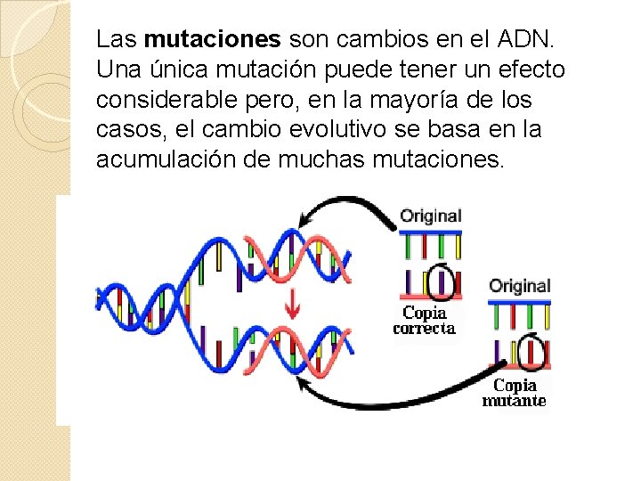 Las mutaciones son cambios en el ADN. Una única mutación puede tener un efecto