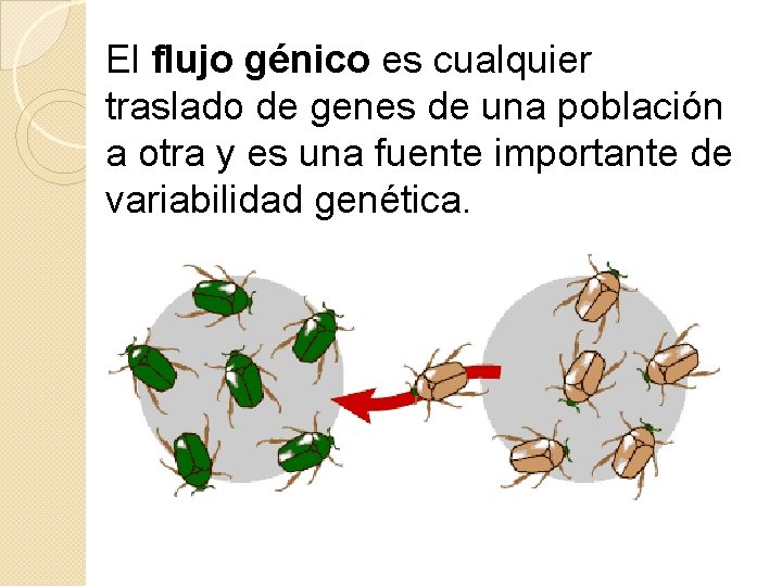 El flujo génico es cualquier traslado de genes de una población a otra y