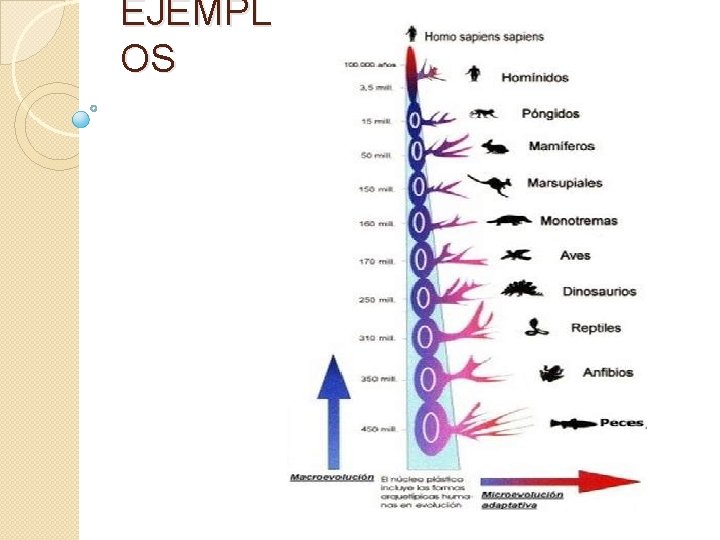 EJEMPL OS 