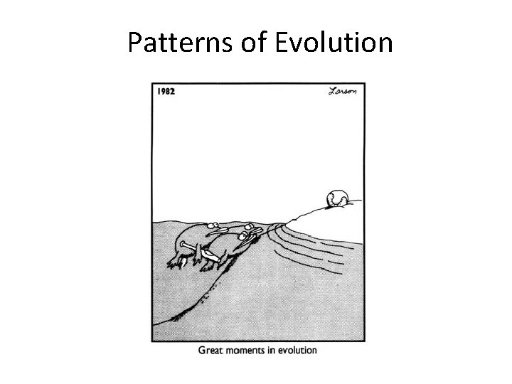 Patterns of Evolution 