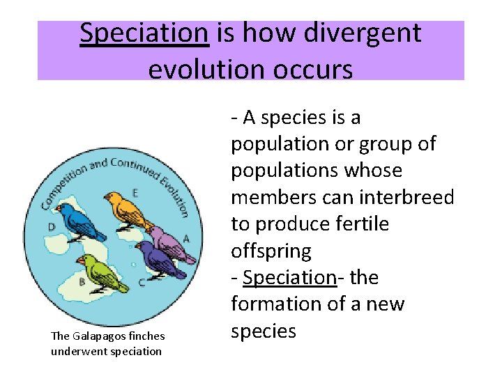 Speciation is how divergent evolution occurs The Galapagos finches underwent speciation - A species