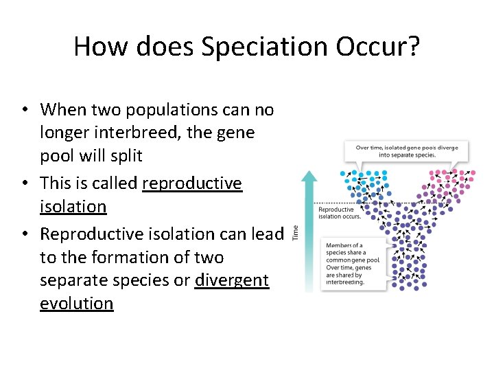 How does Speciation Occur? • When two populations can no longer interbreed, the gene