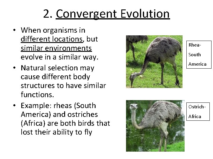 2. Convergent Evolution • When organisms in different locations, but similar environments evolve in