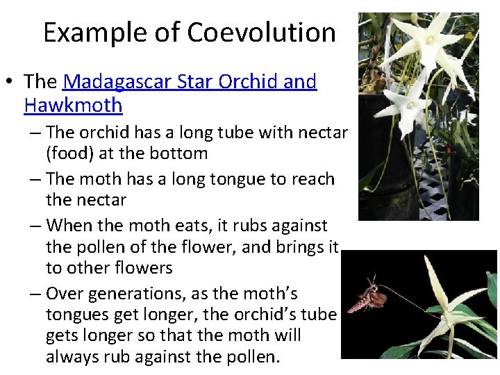 Example of Coevolution • The Madagascar Star Orchid and Hawkmoth – The orchid has
