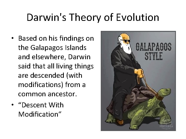 Darwin's Theory of Evolution • Based on his findings on the Galapagos Islands and