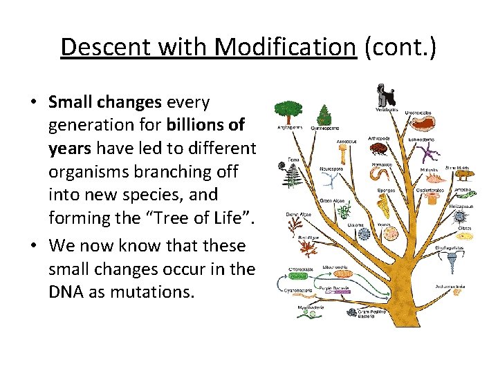 Descent with Modification (cont. ) • Small changes every generation for billions of years