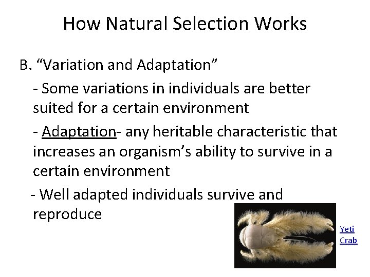 How Natural Selection Works B. “Variation and Adaptation” - Some variations in individuals are