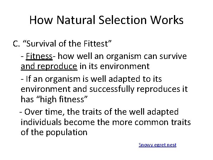 How Natural Selection Works C. “Survival of the Fittest” - Fitness- how well an