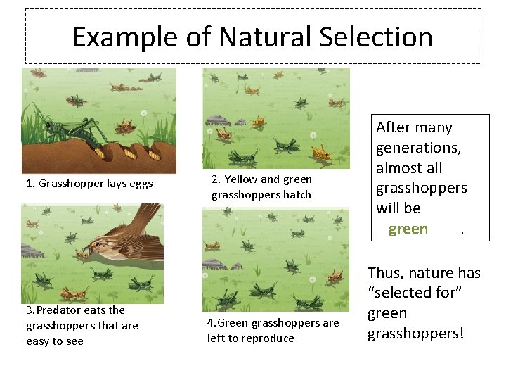 Example of Natural Selection 1. Grasshopper lays eggs 3. Predator eats the grasshoppers that