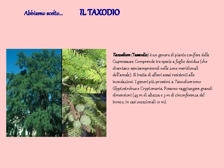Abbiamo scelto. . . IL TAXODIO Taxodium (Tassodio) è un genere di piante conifere