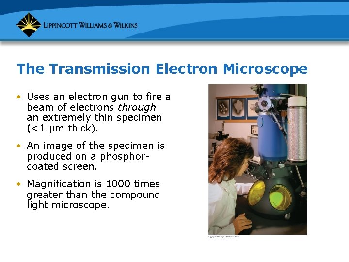 The Transmission Electron Microscope • Uses an electron gun to fire a beam of