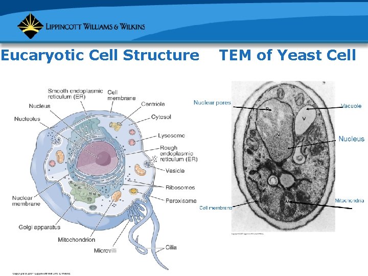 Eucaryotic Cell Structure TEM of Yeast Cell 