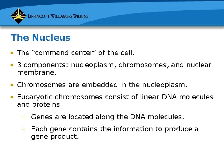The Nucleus • The “command center” of the cell. • 3 components: nucleoplasm, chromosomes,