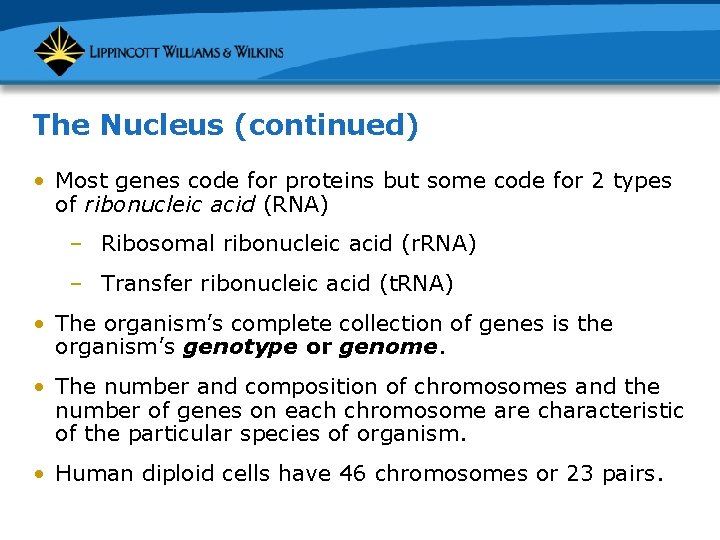 The Nucleus (continued) • Most genes code for proteins but some code for 2