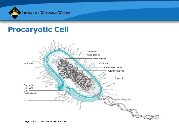 Procaryotic Cell 