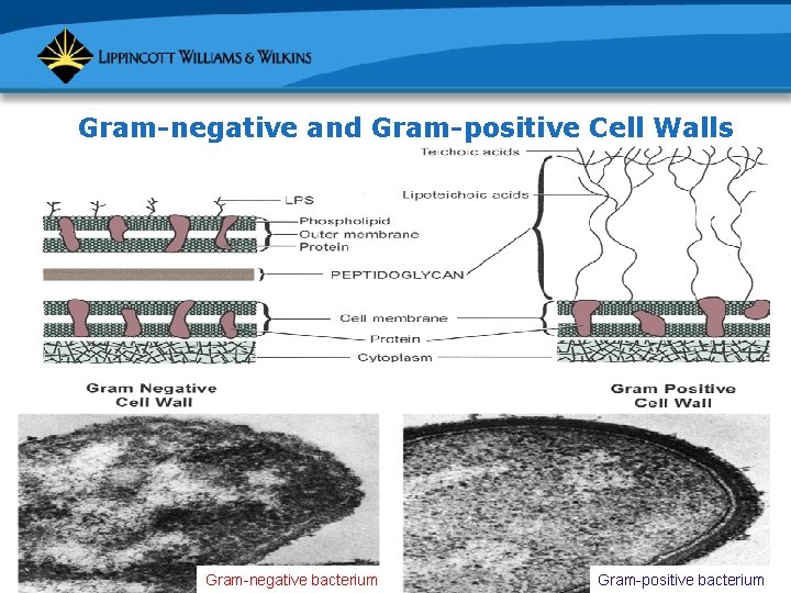 Gram-negative and Gram-positive Cell Walls Gram-negative bacterium Gram-positive bacterium 