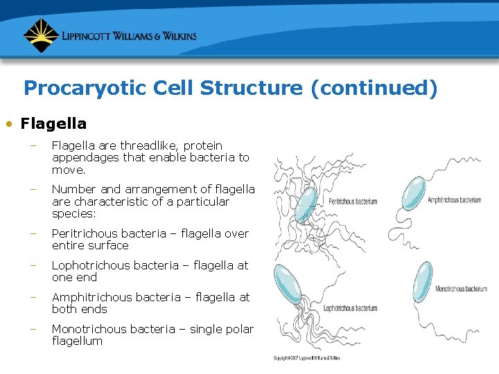 Procaryotic Cell Structure (continued) • Flagella – Flagella are threadlike, protein appendages that enable