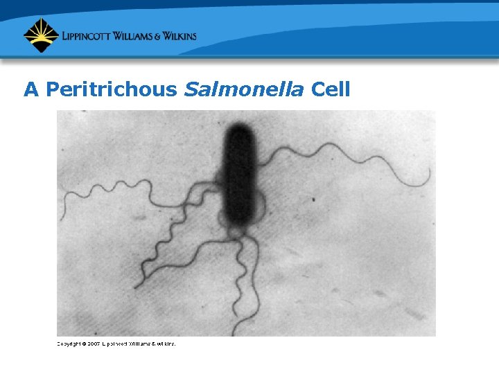 A Peritrichous Salmonella Cell 