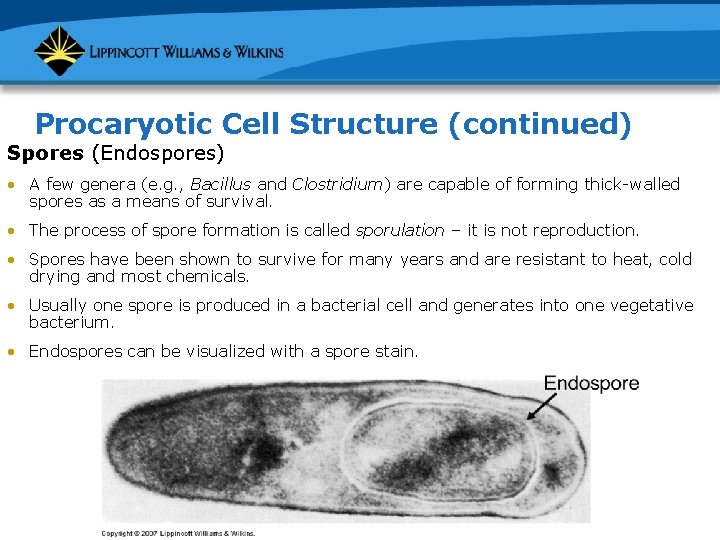 Procaryotic Cell Structure (continued) Spores (Endospores) • A few genera (e. g. , Bacillus