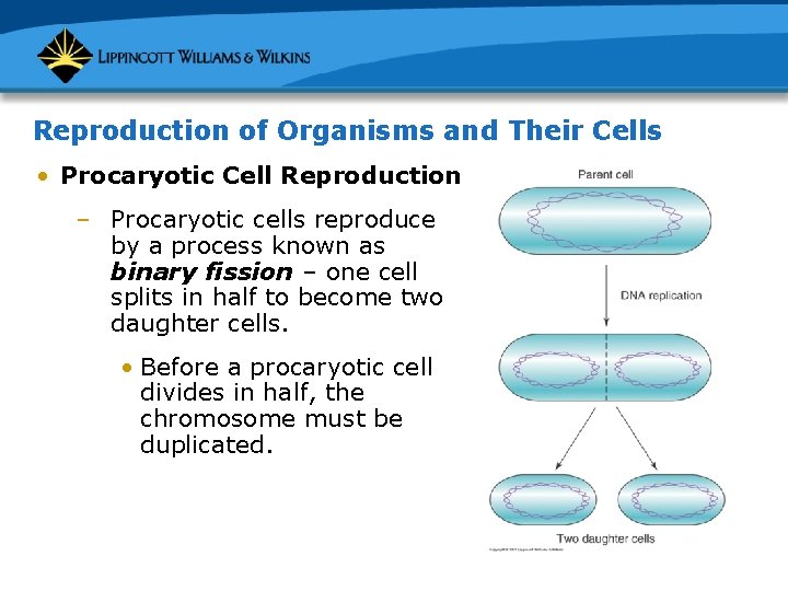 Reproduction of Organisms and Their Cells • Procaryotic Cell Reproduction – Procaryotic cells reproduce