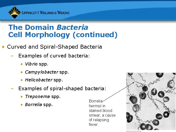 The Domain Bacteria Cell Morphology (continued) • Curved and Spiral-Shaped Bacteria – Examples of