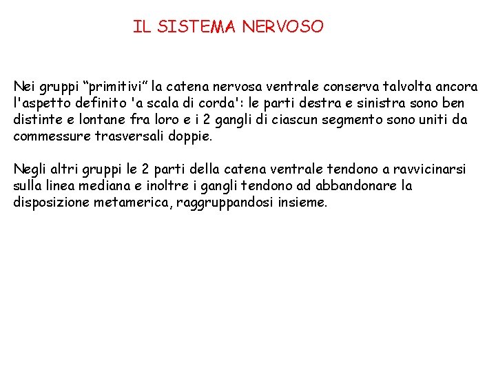 IL SISTEMA NERVOSO Nei gruppi “primitivi” la catena nervosa ventrale conserva talvolta ancora l'aspetto