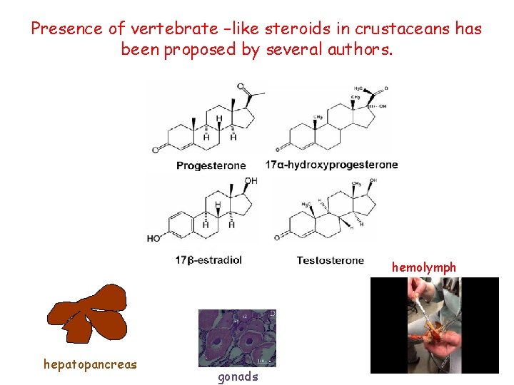 Presence of vertebrate –like steroids in crustaceans has been proposed by several authors. hemolymph