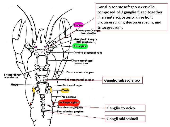 Ganglio sopraesofageo o cervello, composed of 3 ganglia fused together in an anterioposterior direction: