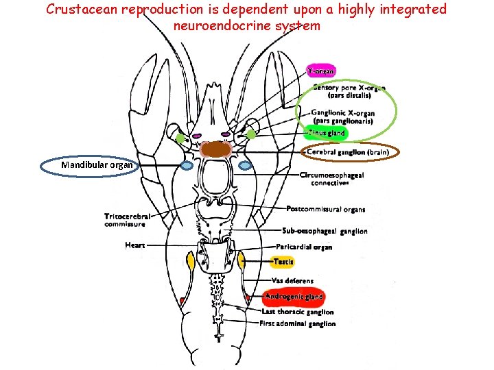 Crustacean reproduction is dependent upon a highly integrated neuroendocrine system Mandibular organ 