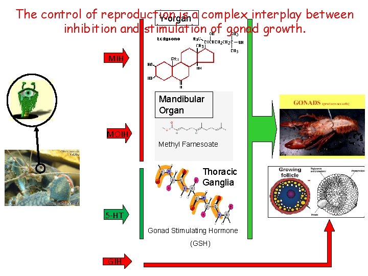 The control of reproduction is a complex interplay between Y-organ inhibition and stimulation of