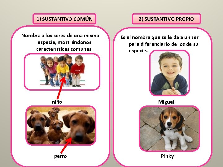 1) SUSTANTIVO COMÚN Nombra a los seres de una misma especie, mostrándonos características comunes.