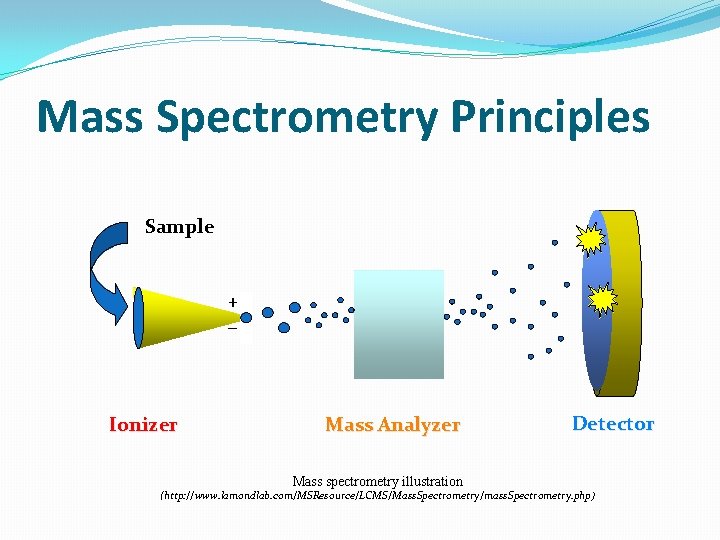 Mass Spectrometry Principles Sample + _ Ionizer Mass Analyzer Mass spectrometry illustration Detector (http: