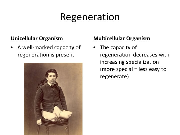 Regeneration Unicellular Organism Multicellular Organism • A well-marked capacity of regeneration is present •