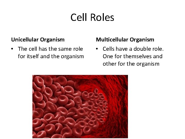 Cell Roles Unicellular Organism Multicellular Organism • The cell has the same role for