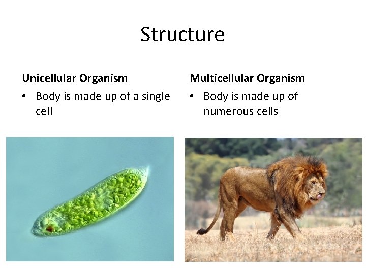 Structure Unicellular Organism Multicellular Organism • Body is made up of a single cell