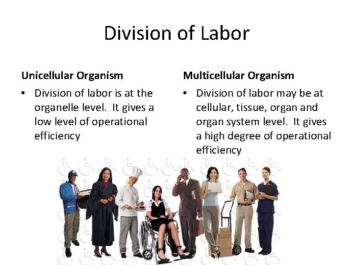Division of Labor Unicellular Organism Multicellular Organism • Division of labor is at the