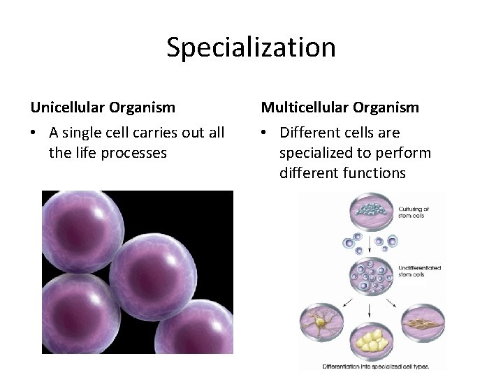 Specialization Unicellular Organism Multicellular Organism • A single cell carries out all the life