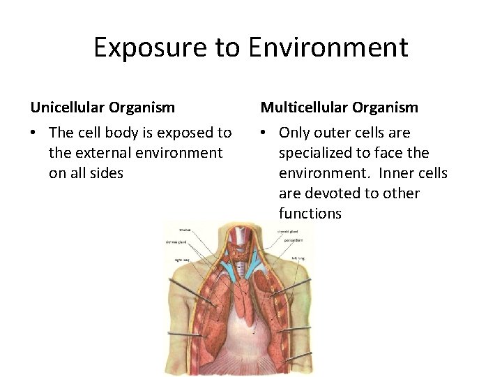 Exposure to Environment Unicellular Organism Multicellular Organism • The cell body is exposed to