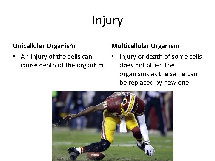 Injury Unicellular Organism Multicellular Organism • An injury of the cells can cause death