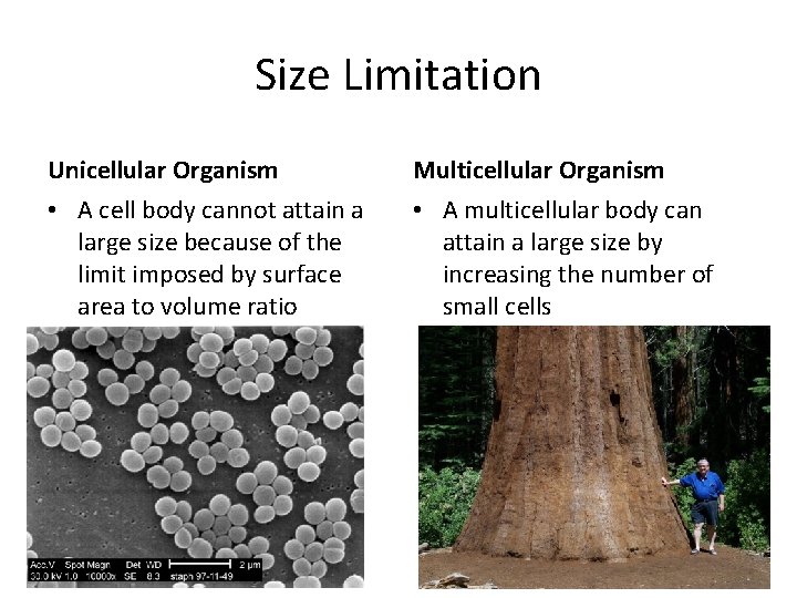 Size Limitation Unicellular Organism Multicellular Organism • A cell body cannot attain a large