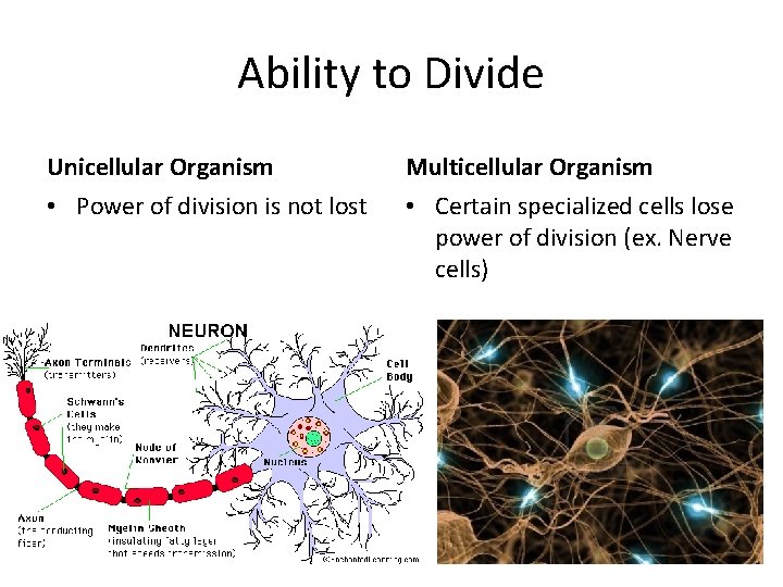 Ability to Divide Unicellular Organism Multicellular Organism • Power of division is not lost