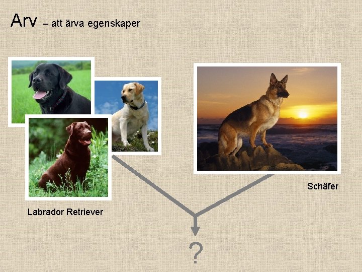 Arv – att ärva egenskaper Schäfer Labrador Retriever ? 