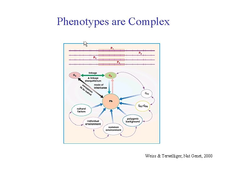 Phenotypes are Complex Weiss & Terwilliger, Nat Genet, 2000 