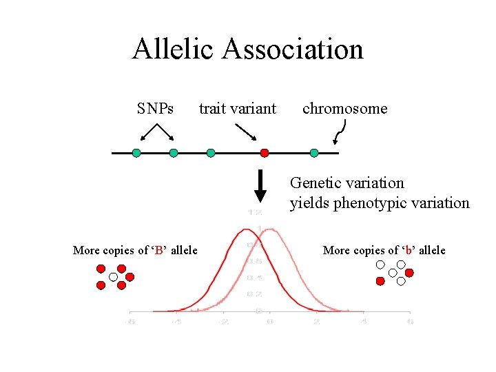 Allelic Association SNPs trait variant chromosome Genetic variation yields phenotypic variation More copies of